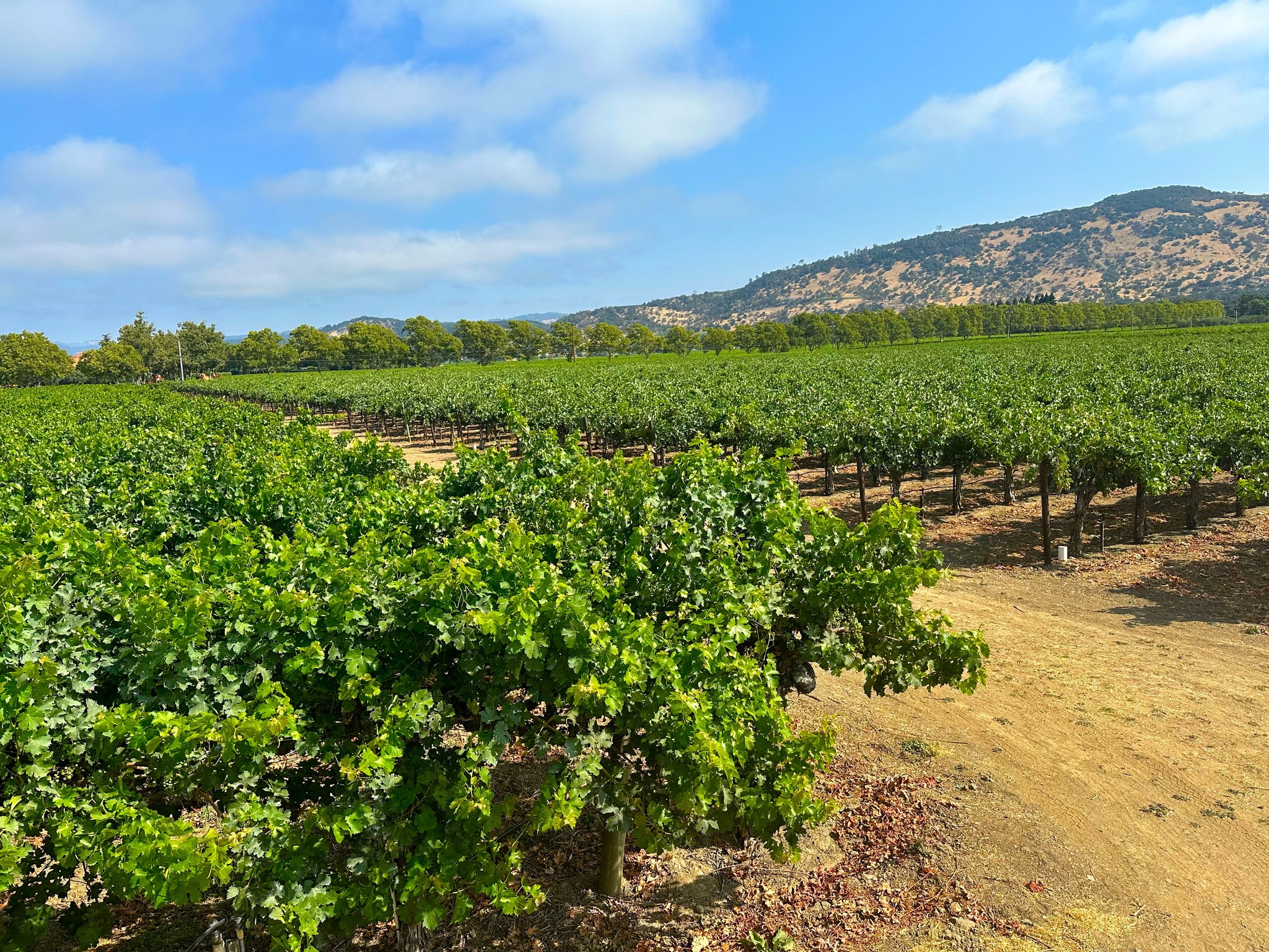 teaderman-vineyards